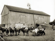 Farmer with horses and cattle beside large bank barn.